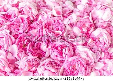 Pink Damask rose buds.Ingredients for natural cosmetics, oils and jams.Beautiful floral background.Shallow depth of field, soft focus