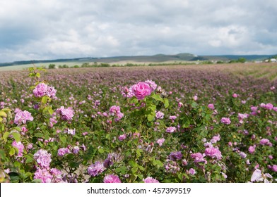  Pink Damask Rose Bush Closeup On Field Background, Local Focus, Shallow DOF