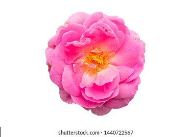Pink of Damask Rose flower isolate on white background with clipping path. (Rosa damascena)