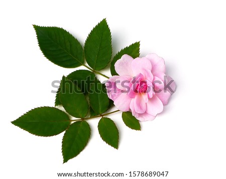 Pink of Damask Rose flower with leaves on white background. (Rosa damascena)