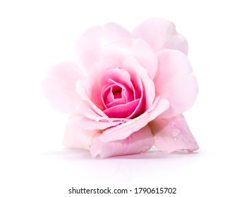Pink of Damask Rose flower on white background. (Rosa damascena) - Shutterstock ID 1790615702