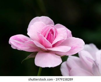 Pink Of Damask Rose Flower On Dark Background. (Scientific Name Rosa Damascena)