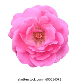 Pink Damask Rose Flower On White Background