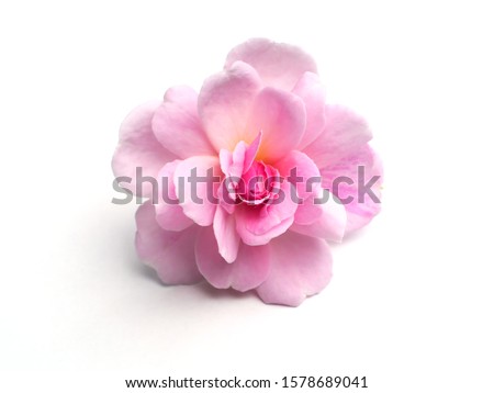 Pink of Damask Rose flower on white background. (Rosa damascena)