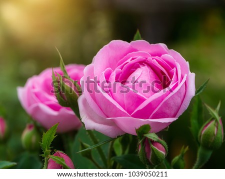 Pink of Damask Rose flower with sunlight. (Rosa damascena)