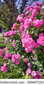 Pink Damask Rose (Rosa Damascena) flowers on their green leaves background
