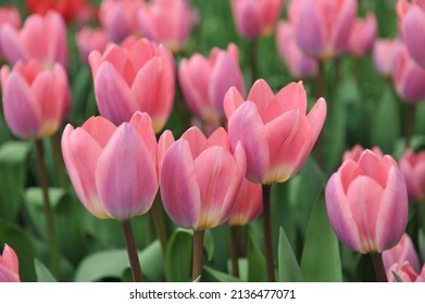 Pink Darwin Hybrid tulips (Tulipa) Light and Dreamy bloom in a garden in April - Shutterstock ID 2136477071