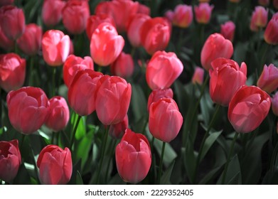Pink Darwin Hybrid tulips (Tulipa) Van Eijk bloom in a garden in April - Shutterstock ID 2229352405