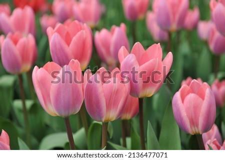 Pink Darwin Hybrid tulips (Tulipa) Light and Dreamy bloom in a garden in April