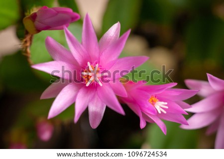 Pink Decembrist (Schlumbergera) flower. Macro. Selective focus