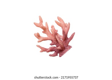 Pink decorative coral isolated on white background. perspective view.