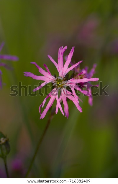 Pink deeply fringed blossom of\
Ragged Robin also called Cuckoo flower (Lychnis\
flos-cuculi)