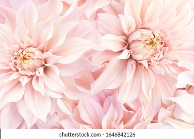 Pink delicate blossoming dahlias, summer blooming flowers festive background, pastel and soft bouquet floral card, selective focus, toned