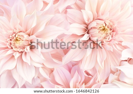 Pink delicate blossoming dahlias, summer blooming flowers festive background, pastel and soft bouquet floral card, selective focus, toned