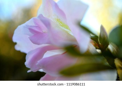 Pink Delicate Flower