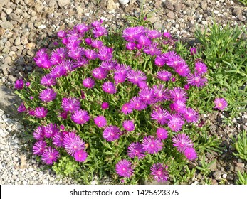 Pink Delosperma 