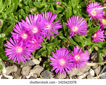 Pink Delosperma 