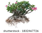 Pink desert rose, mock azalea, pinkbignonia or impala lily flowers bloom isolated on white background included clipping path.