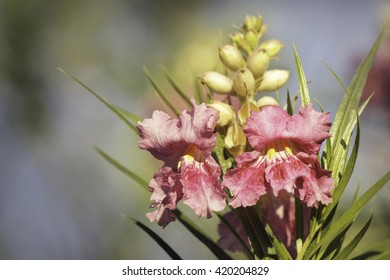 Pink Desert Willow Flower