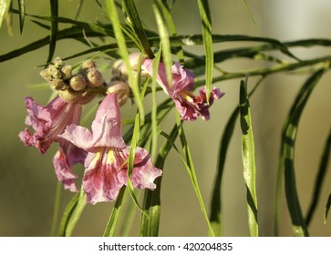 Pink Desert Willow Flower