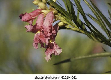 Pink Desert Willow Flower