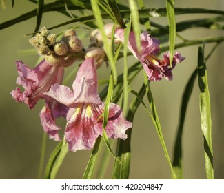 Pink Desert Willow Flower