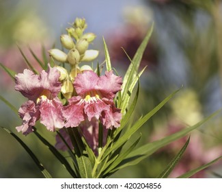 Pink Desert Willow Flower