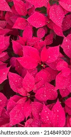 Pink Detail Oriented Water Droplets Plants