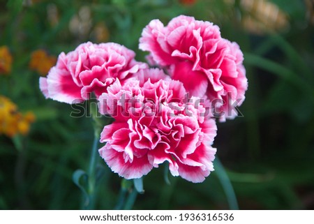 Pink Dianthus caryophyllus, carnation or clove pink,  species of Dianthus