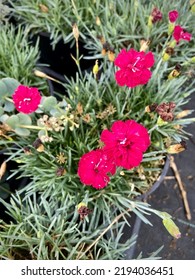 Pink Dianthus Flowers In Pots