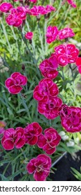 Pink Dianthus Garden Alpine Plant