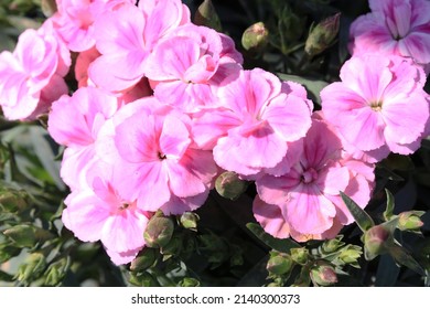 Pink Dianthus In Sunny March
