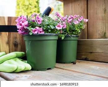 Pink diascia flowers in plastic pots on wooden deck ready to be planted