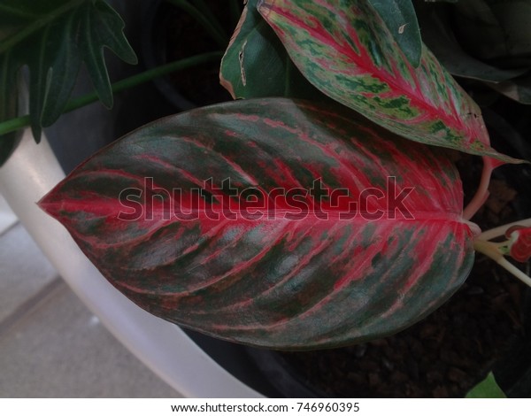 Pink Dieffenbachia Plant Garden Stock Photo Edit Now 746960395