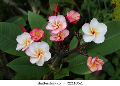 Pink Dimond Plumeria With Raining Drop