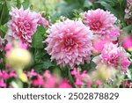 Pink dinner plate dahlia ‘Otto’s Thrill’ in flower. 