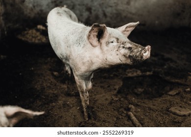 Pink dirty piglet with big ears in muddy environment - Powered by Shutterstock