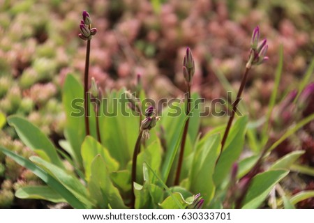 Pink Dodecatheon