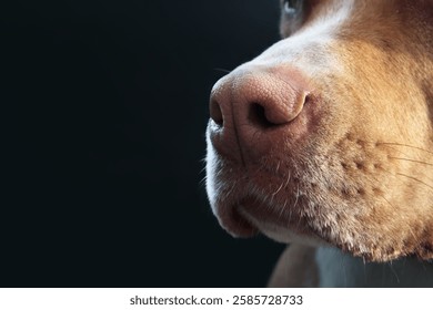 Nariz de perro rosa sobre fondo negro. De cerca. Vista de la Perspectiva de la cabeza del perro cachorro con enfoque en la nariz. Concepto para un sentido superior del olfato. Mezcla de Pitbull hembra. Enfoque selectivo.