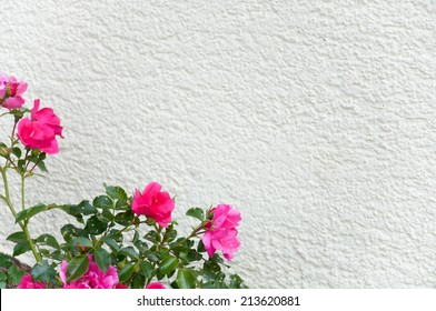 Pink Dog Rose Growing Up A White House Wall