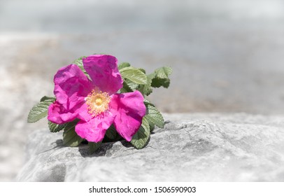 Pink Dog Rose On A Stone At The Lake Shore, Blurry Background With Copy Space For Sympathy Text