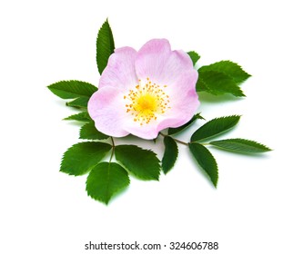 Pink Dog Rose On A White  Background