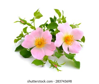 Pink Dogrose Isolated (Rosa Rubiginosa)