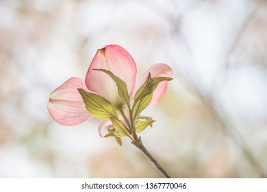 Pink Dogwood Bloom