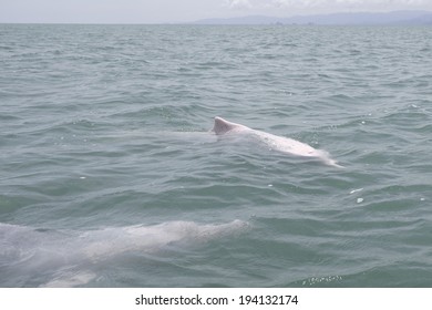 Pink Dolphin, Chinese White Dolphin, Thailand