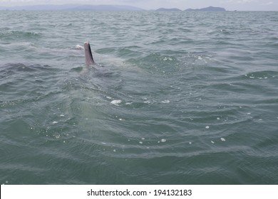 Pink Dolphin, Chinese White Dolphin, Thailand