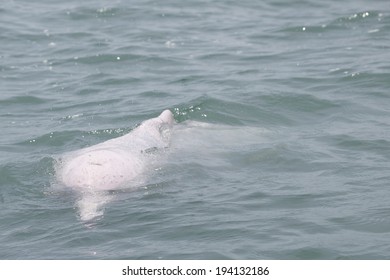 Pink Dolphin, Chinese White Dolphin, Thailand