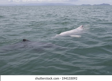 Pink Dolphin, Chinese White Dolphin, Thailand