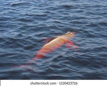 326 Bottle nose dolphin teeth Images, Stock Photos & Vectors | Shutterstock