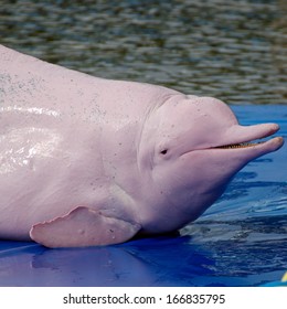 Pink Dolphins